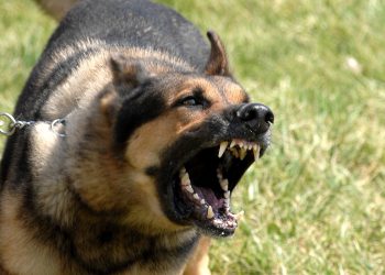 Como acostumar meu cachorro com outras pessoas e animais? Esse é uma pergunta frequente | Foto: Reprodução