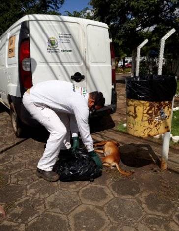 Coleta de animais feita pela Comurg em abril de 2018 nas imediações do Hospital de Doenças Tropicais (HDT), Jardim Bela Vista, em Goiânia | Foto: Reprodução / Prefeitura de Goiânia