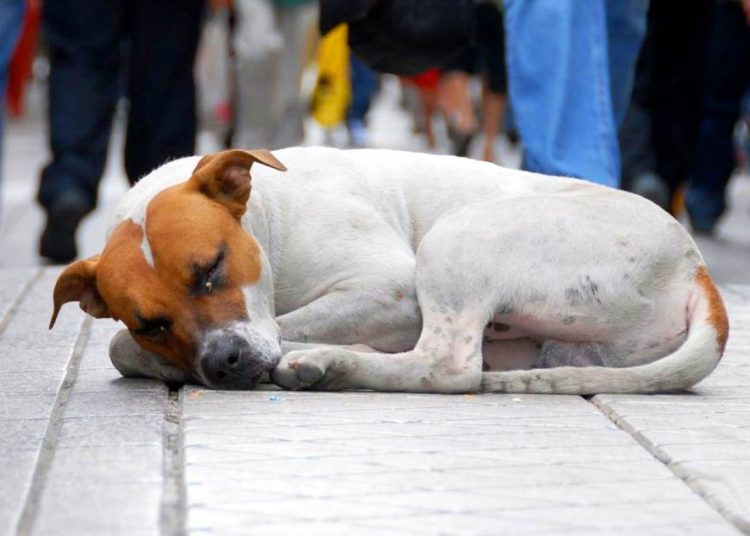 Em Goiânia, sacrifício de cães e gatos abandonados pode ser proibido | Foto: Reprodução