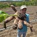 Agricultor goiano herda técnicas de família para o cultivo | Foto: Ruber Couto