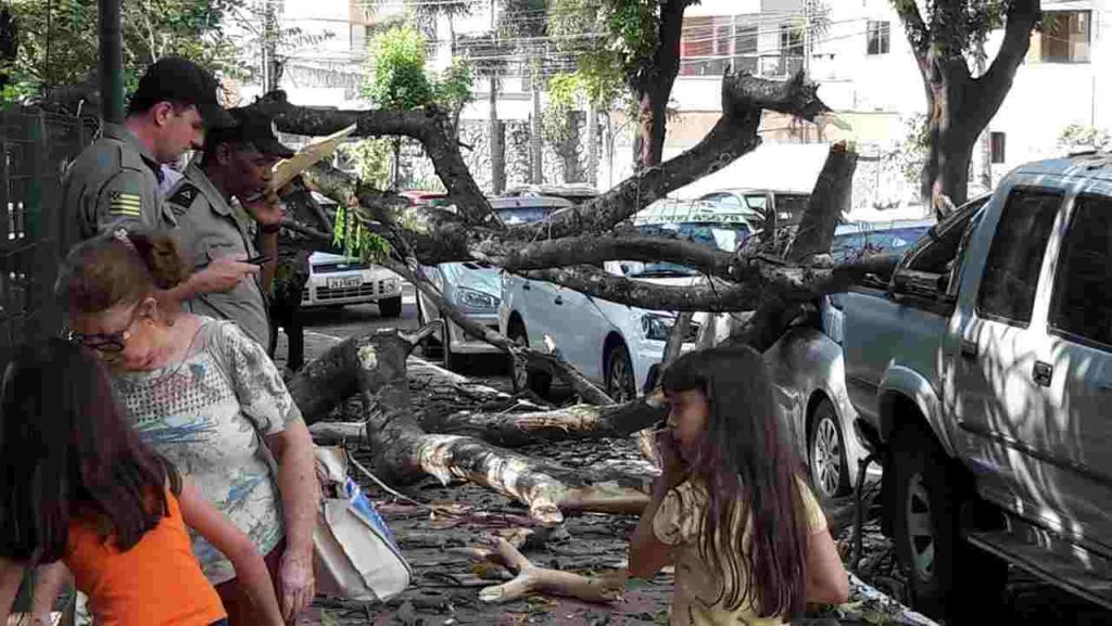 Árvore velha caiu sobre três carros na Alameda dos Buritis e causou danos | Foto: Leitor Assis