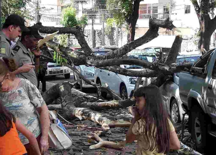 Árvore velha caiu sobre três carros na Alameda dos Buritis e causou danos | Foto: Leitor Assis