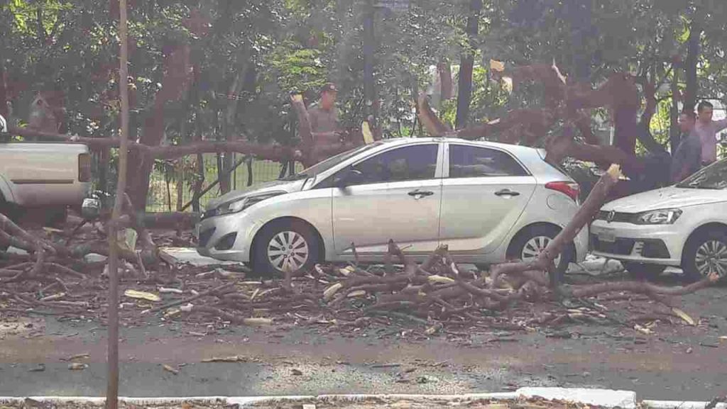 Carro modelo Hyundai HB20 foi atingido pela árvore | Foto: Leitor Assis
