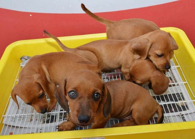 Venda de filhotes de cachorros e gatos pode passar a ser proibida em Goiânia | Foto: Reprodução