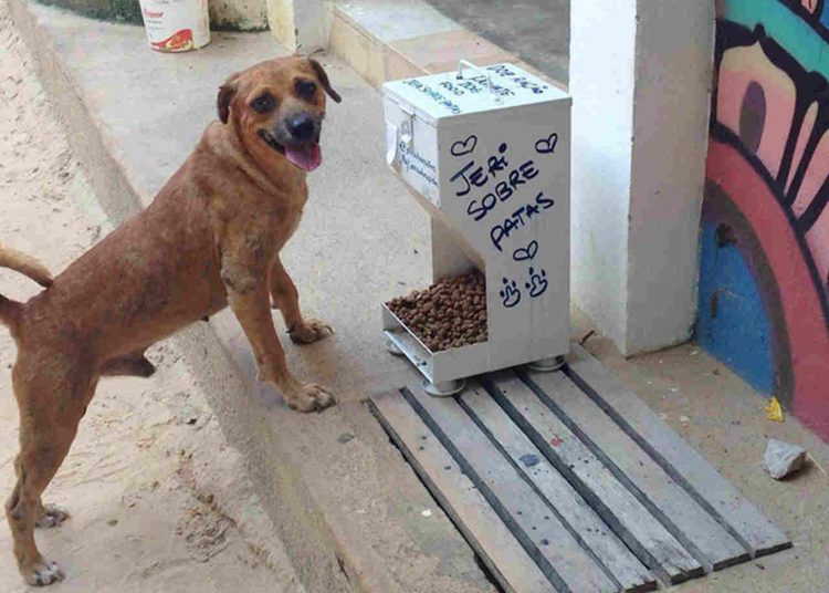 Vereador quer comedouros para animais em praças de Goiânia | Foto: Reprodução