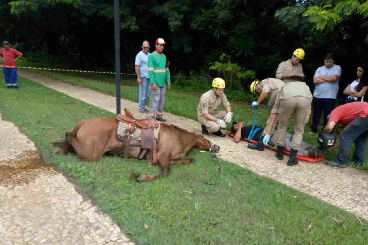 Cavalo morre após receber quase 50 chicotadas e golpes de pá do dono