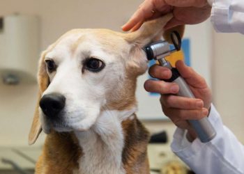 Hospital público veterinário Goiânia