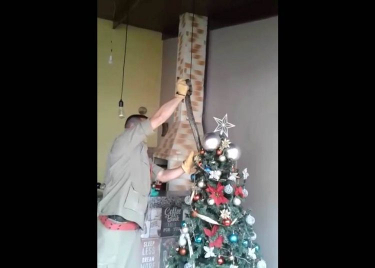 Homem acha jiboia em árvore de Natal após filho apontar 'enfeite estragado | Foto: Divulgação / CBMGO