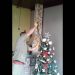 Homem acha jiboia em árvore de Natal após filho apontar 'enfeite estragado | Foto: Divulgação / CBMGO