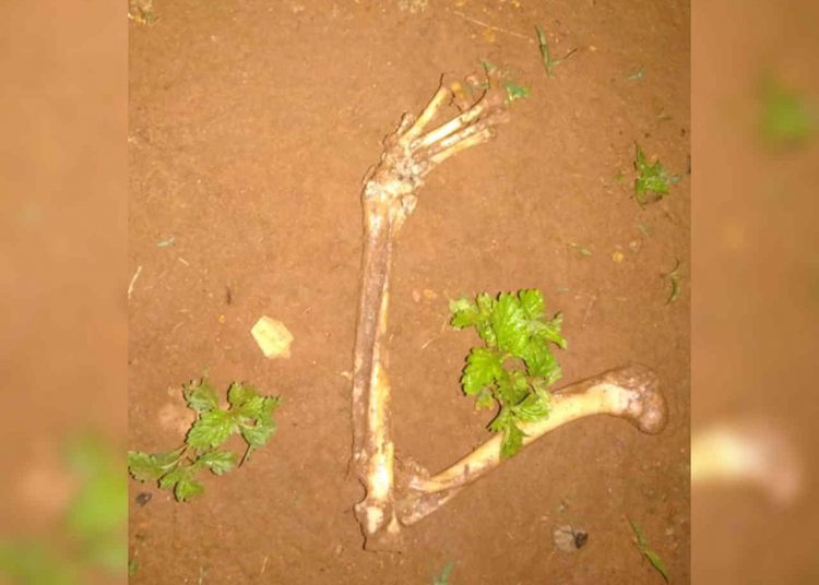 Em Aparecida, ossada foi encontrada em bairro residencial | Foto: Leitor/Whatsapp