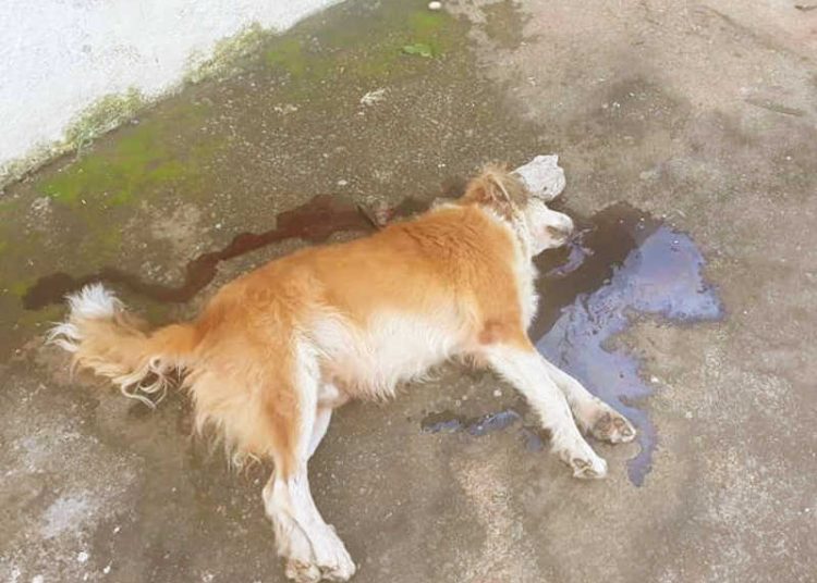 Vereador leva família de cachorro morto a pedradas em Goiânia à Dema | Foto: Reprodução