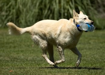 Tampatas: saiba como ajudar a castrar animais de rua em Goiânia | Foto: Reprodução
