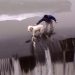Homem salva cachorro de cair em precipício