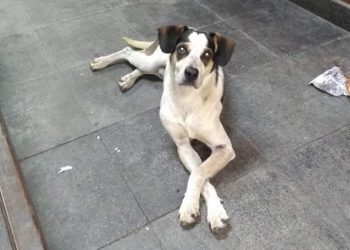 Cão virou símbolo na luta contra os maus-tratos a animais depois de ser brutalmente morto por funcionários de um supermercado em SP. Em Aparecida, vereador propõe que multas custeiem Hospital Municipal Veterinário | Foto: Reprodução