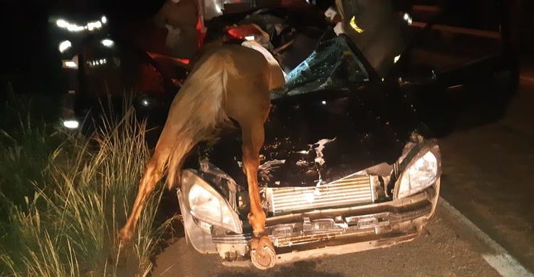 Idosa morre após atropelamento de cavalo na BR-153 | Foto: Divulgação / PRF