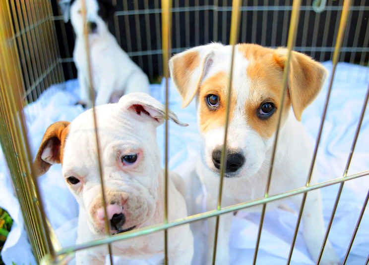 CCJ da Câmara aprova proibir venda de animais em pet shops de Goiânia | Foto: Reprodução