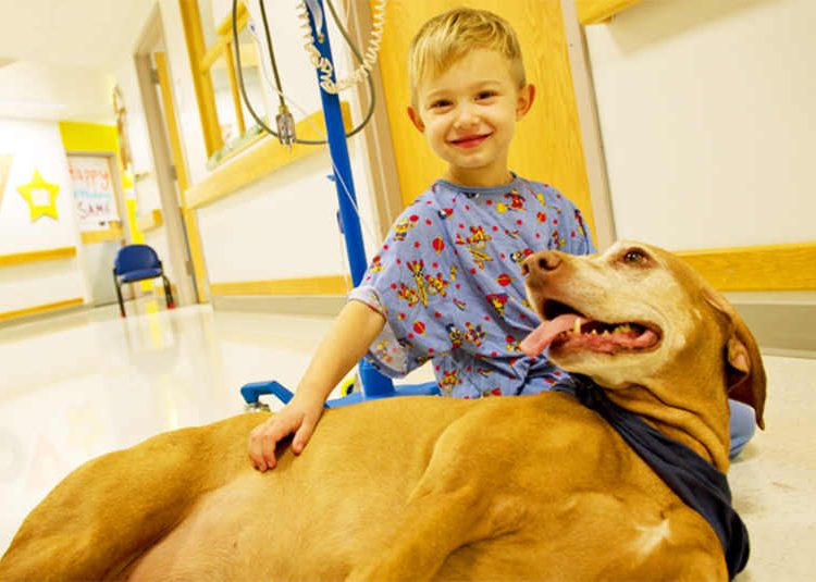 Câmara autoriza entrada de animais em hospitais de Aparecida para auxiliar no tratamento de pacientes
