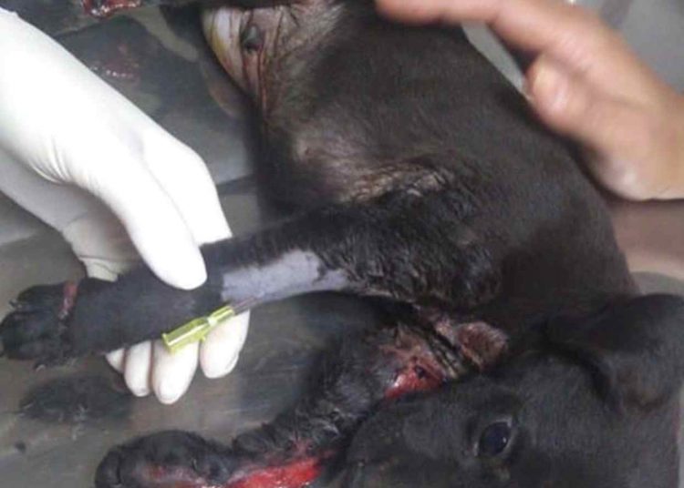 Cachorro atropelado foi deixado em uma lixeira no Cidade Vera Cruz 2, em Aparecida | Foto: Divulgação