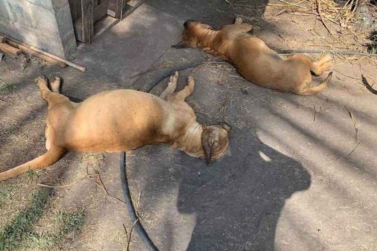 Suspeita de envenenamento de cachorros em um canil, no setor Village Garavelo, em Aparecida, é investigada | Foto: Reprodução