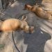 Suspeita de envenenamento de cachorros em um canil, no setor Village Garavelo, em Aparecida, é investigada | Foto: Reprodução