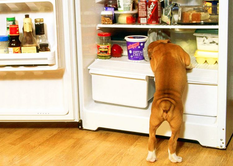 Uma possibilidade interessante e que os cachorros adoram é oferecer brinquedos gelados no congelador | Foto: Reprodução