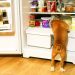 Uma possibilidade interessante e que os cachorros adoram é oferecer brinquedos gelados no congelador | Foto: Reprodução