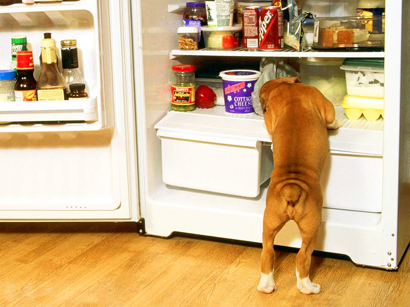 Por que você deve colocar os brinquedos do seu cachorro no congelador – [Blog GigaOutlet]