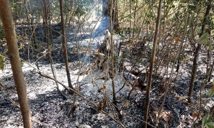 Incêndio no Horto Florestal de Aparecida | Foto: Defesa Civil / Reprodução