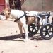 Cadeiras rodas gratuitas cães