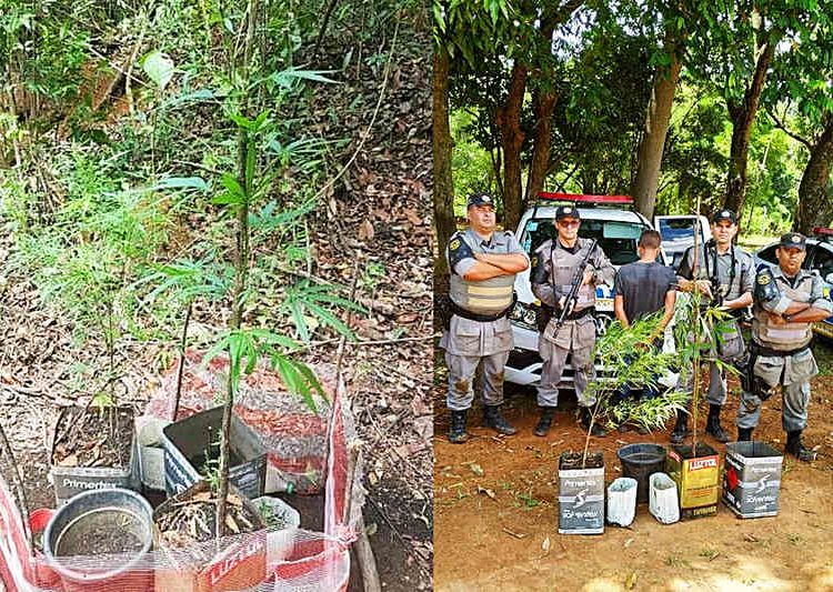 Plantação de maconha foi encontrada em mata do Residencial Solar Garden I, em Aparecida de Goiânia | Foto: Divulgação / PMGO