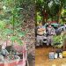 Plantação de maconha foi encontrada em mata do Residencial Solar Garden I, em Aparecida de Goiânia | Foto: Divulgação / PMGO
