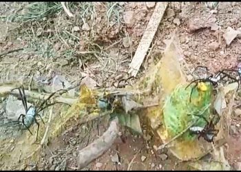 Moradores relatam infestação de aranhas em setor de Aparecida | Foto: Leitor / FZ