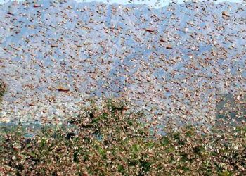 Agência Goiana de Defesa Agropecuária (Agrodefesa) avalia e monitora nuvem de gafanhotos que pode chegar ao Brasil, inclusive a Goiás | Foto: Reprodução