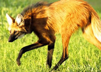 Lobo-guará será o personagem da nova nota de R$ 200 | Foto: Reprodução