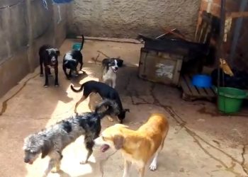 cachorros envenenados abrigo Goiânia