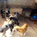 cachorros envenenados abrigo Goiânia