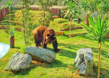 urso Robinho Goiânia