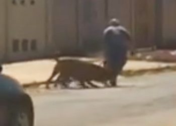 Homem é suspeito de maus-tratos em Luziânia (GO) | Foto: Reprodução
