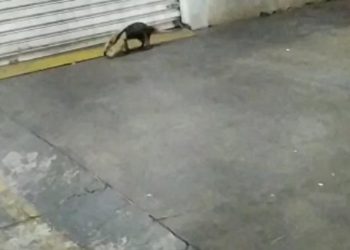 tamanduá Centro Aparecida