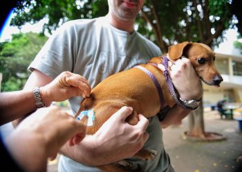 vacinacao-animais-caes-gatos-goiania