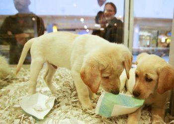 Venda de animais em lojas poderá ser proibida em Goiás | Foto: Reprodução