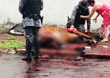 Cavalo atropelado pertencia à Cavalaria da PM-GO | Foto: Leitor/FZ