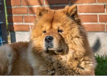 menina atacada Chow Chow
