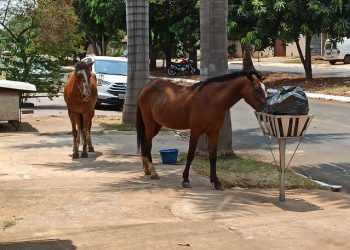 cavalos soltos Parque São Jorge Aparecida