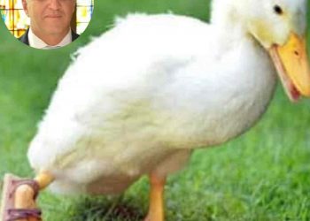 Donald Trump pato manco