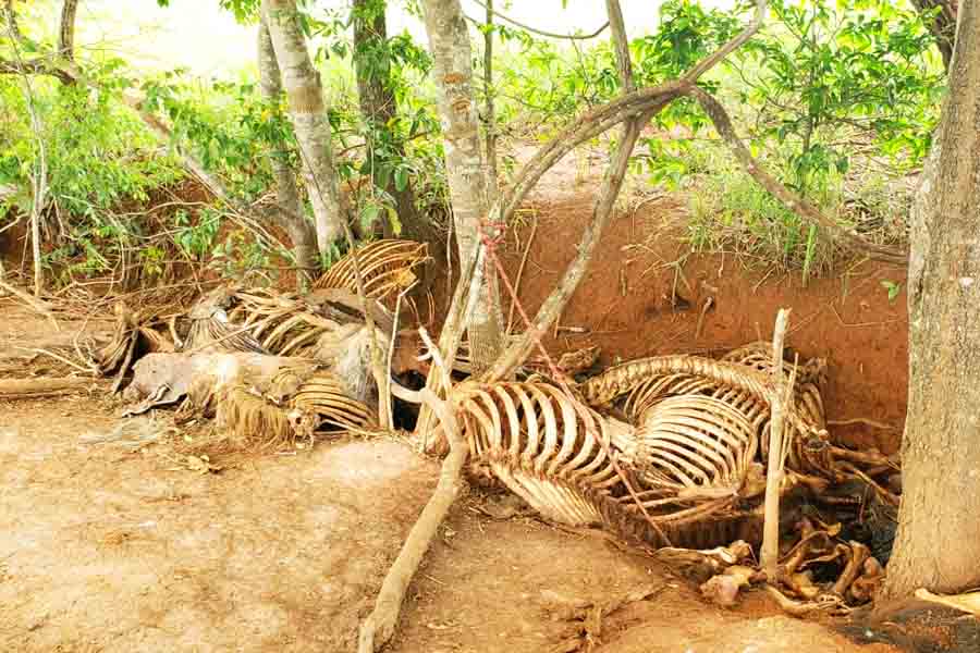 A Gazeta  Abatedouro clandestino vendia carne de cavalo como se