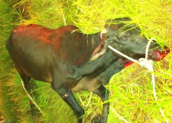 Boi fica gravemente ferido após ser atropelado na GO-040