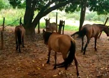 Cemitério de cavalos em Aparecida