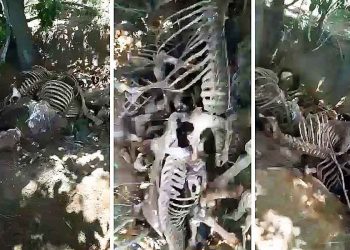 Polícia investiga cemitério de cavalos na Serra das Areias