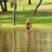 Rapaz flagrado nadando no lago do Parque Flamboyant | Foto: Reprodução